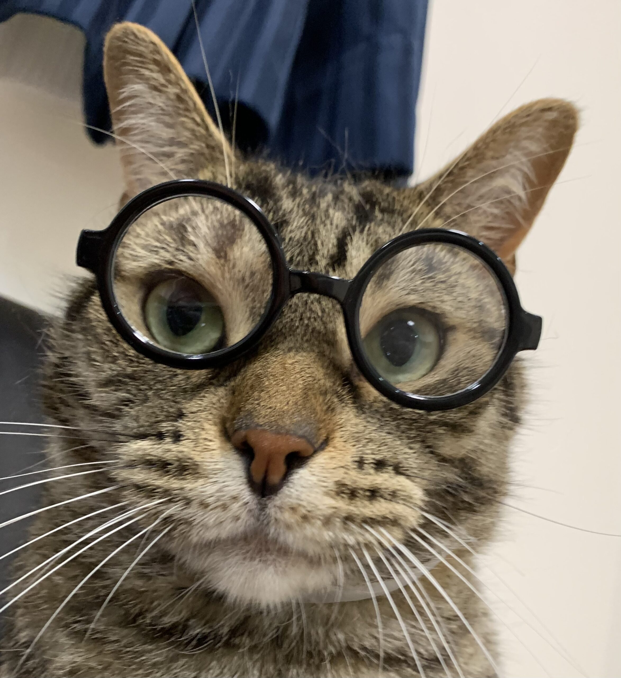 Momo Recommends…